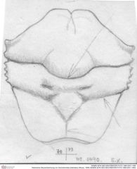 Historische Skizze/Zeichnung von Goniodromites bidentatus (Reuss, 1858) (NHMW-AFW-GEO-BACHMAYER-FOTO-1990-0041-1490)
